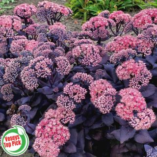 Mojave Jewels Sapphire Sedum Thumbnail
